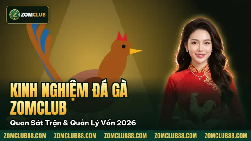 Hình minh họa bài viết: Kinh Nghiệm Đá Gà Zomclub Quan Sát Trận & Quản Lý Vốn 2026