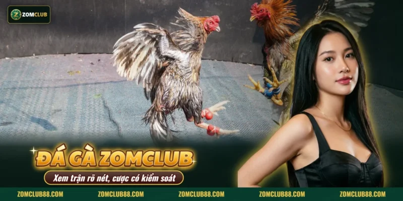 Hai gà chọi giao đấu trong sới gà thuộc mục đá gà Thomo của ZOMCLUB Hai gà chọi giao đấu trong sới gà thuộc mục đá gà Thomo của ZOMCLUB